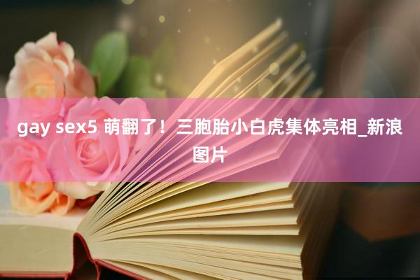 gay sex5 萌翻了!三胞胎小白虎集体亮相_新浪图片